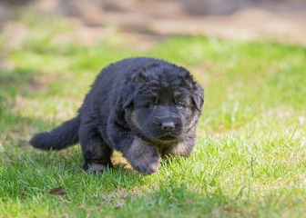 German shepherd puppy dog