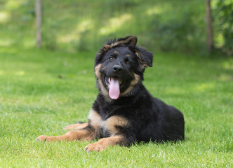 German shepherd puppy dog