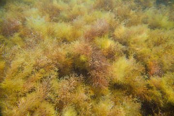photo of seaweed underwater world