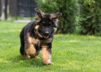 German shepherd puppy dog