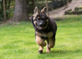 German shepherd puppy dog