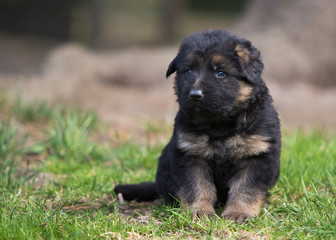 German shepherd puppy dog