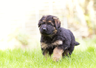 Fototapeta premium German shepherd puppy dog