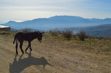 The donkey walks high in the mountains. the sun shines brightly and the shadow of the animal is visible. in the background of a mountain in a blue haze of fog and clouds the mountains