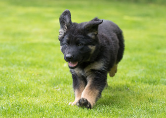 German shepherd puppy dog