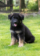 German shepherd puppy dog