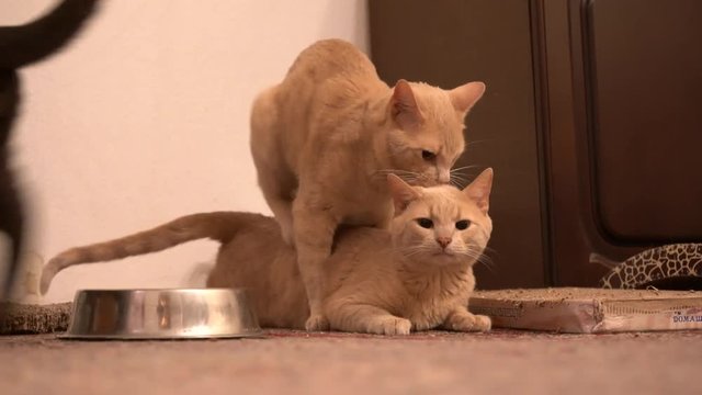 Three cats gay love