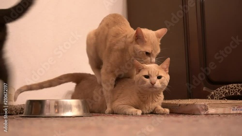 Gay shorthair