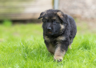 German shepherd puppy dog