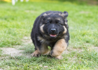German shepherd puppy dog