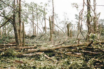 Storm damage. Fallen trees in the forest after a storm.