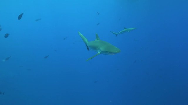 Silky sharks with scuba diver in the blue ocean - Red Sea, underwater shot