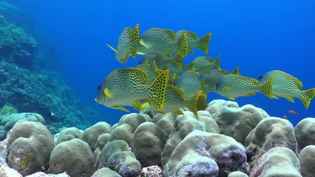 swarm of colourful fish, black spotted sweetlips fish - Red Sea