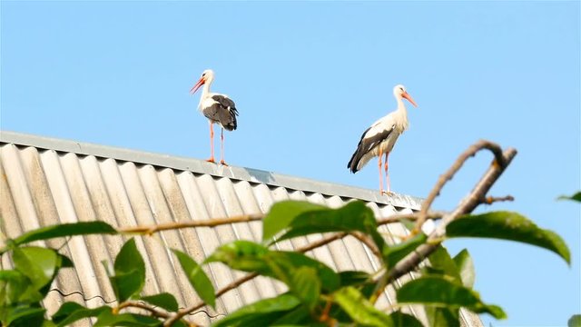 Two storks sit on the roof of a dwelling house
