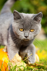 Naklejka na ściany i meble Junge Britisch Kurzhaar Katze läuft durch den Garten