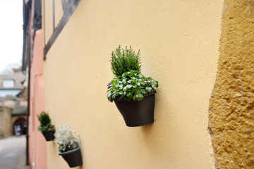 Fototapeta na wymiar House wall in a medieval city decorated with flower pots with natural plants