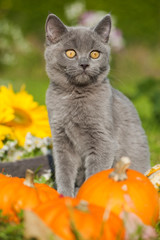 Fototapeta premium Junge Britisch Kurzhaar Katze mit Herbstdekoration im Garten