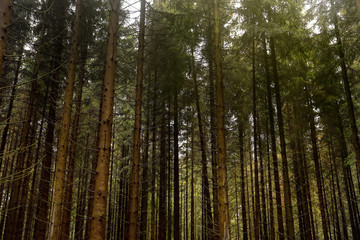 Fototapeta premium A lot of pine trees as background