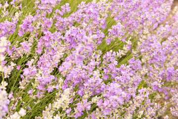 Background of lavender flowers . Selective focus . Flowering lavender