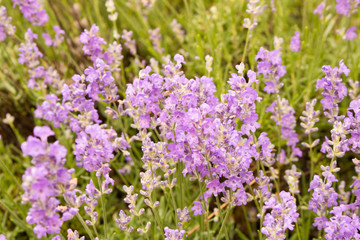 Background of lavender flowers . Selective focus . Flowering lavender