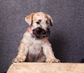 Naklejka na ściany i meble Irish Soft Coated Wheaten Terrier on a gray background