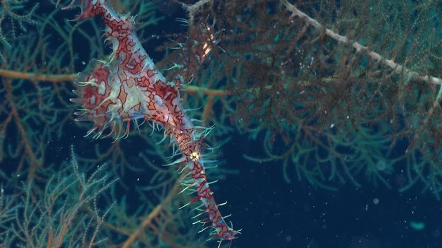 ornate ghost pipefish close up shot - Solenostomus paradoxus, Red Sea