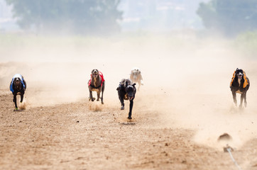 Greyhound at full speed during a race