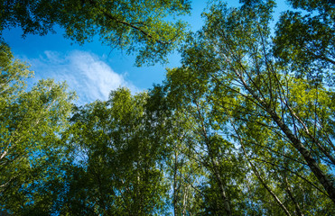 Green trees in summer park