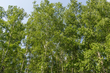 Green trees in summer park