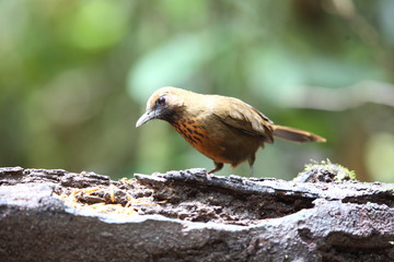 Orange-breasted laughingthrush (Garrulax annamensis) in Dalat, south Vietnam