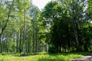 Green trees in summer park