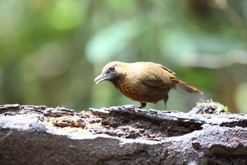 Orange-breasted laughingthrush (Garrulax annamensis) in Dalat, south Vietnam