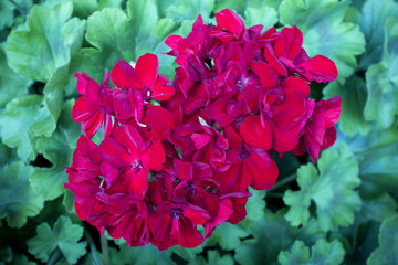 Top view of blooming red Geranium flowers with green leaves