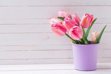 Fresh pink tulip flowers  in violet bucket on  white wooden  background.