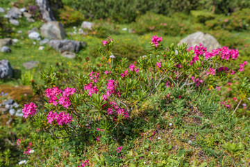 Alpenrosen im Pinnistal
