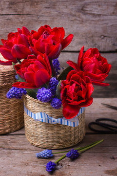 Red tulips and blue muscaries flowers in bucket on aged textured  background.