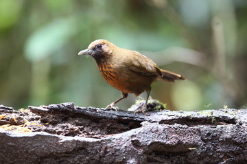 Orange-breasted laughingthrush (Garrulax annamensis) in Dalat, south Vietnam