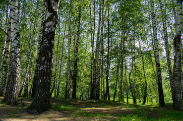 Green trees in summer park