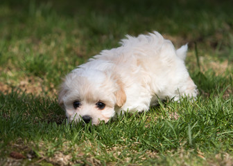 havanese puppy dog