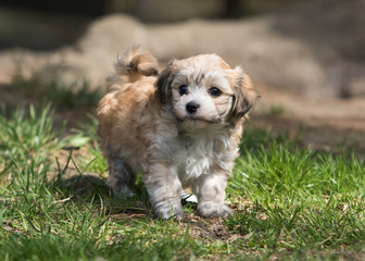 Havanese puppy dog