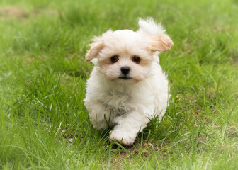 Havanese puppy dog