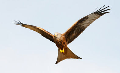 Awesome bird of prey in flight
