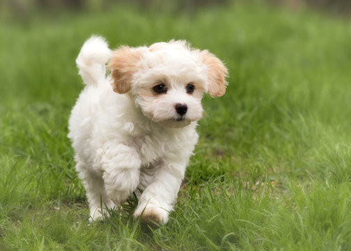 Havanese puppy dog
