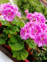 Geranium