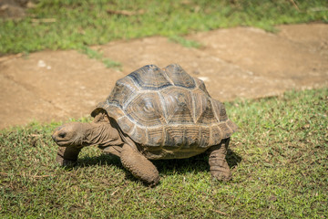 Turtle on Mauritius island