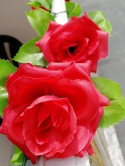 Roses