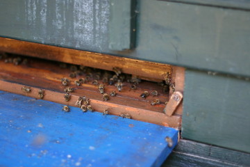 Bee Hive
