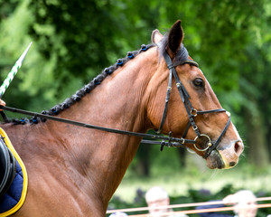  Portrait of brown horse.