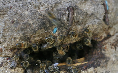 Stone Bee Hive