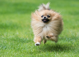 dog pomeranian spitz